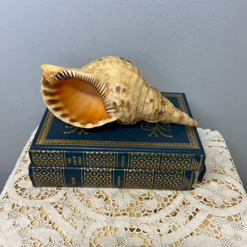 Two Shells-Abalone and Conch - Picture 7 of 11